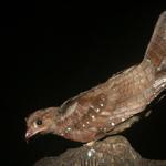The South American oilbird, photographed here in Humboldt’s Cave in Venezuela, is the planet’s top-ranked most evolutionarily distinct bird species. 