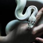 A blue eyed leucistic ball python for sale at Zoo Creatures/New England Reptile Distributors. 