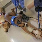 Dexter (center), Maestro (left), and Georgie are Boston Medical Center therapy dogs. They come to work with their people and visit patients.