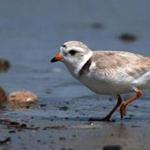 A Piping Plover on Duxbury Beach in June 2013. 