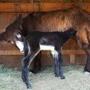 Duchess, a Poitou donkey, gave birth to a baby at Davis Farmland in Sterling. There is a naming contest for the baby.