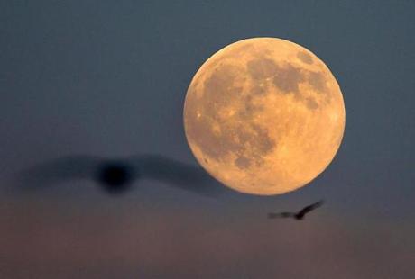 Seagulls flew above Plymouth Harbor as the moon rose Friday.
