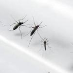 New technology could alter wild mosquitoes? genetic information.