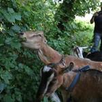 The goats will live on site at the West Street Urban Wild for eight weeks