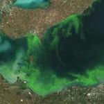 This satellite image provided shows the algae bloom on Lake Erie in 2011, which was the worst in decades, according to NOAA.