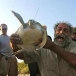 Massachusetts Audubon naturalist Dennis Murley prepared to release a rehabilitated sea turtle.