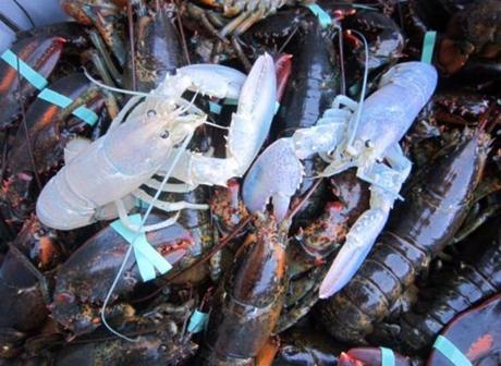 Two albino lobsters sat in a crate with other lobsters at Owls Head Lobster Company in Owls Head, Maine on Friday.

