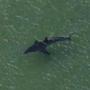 Great White sharks were spotted off Chatham. 