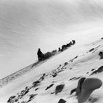 Above: ?Earl Norris and His Dog Team, Muldrow Glacier, Alaska,? (1947).