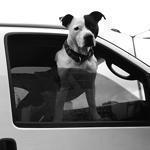 A black and white dog in a black and white van on a gray day in South Boston.