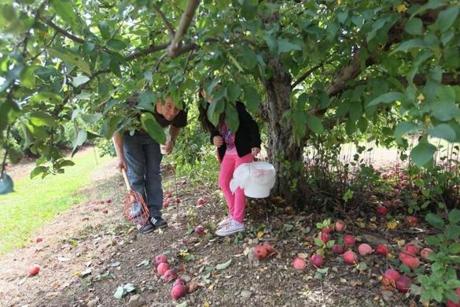 Rich Randazzo of Lynn and his daughter Drea picked apples at Smolak Farms.
