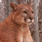 On Sept. 17, Burlington police received a report of a mountain lion near the power lines on Locust Street. Pictured: A file photo of a mountain lion in captivity.
