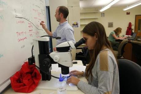 Tufts University assistant professor Andrew Kemp jotted notes on the board as Tufts junior Taylor McGinnis, 20, looked for microscopic snails called foraminifera.
