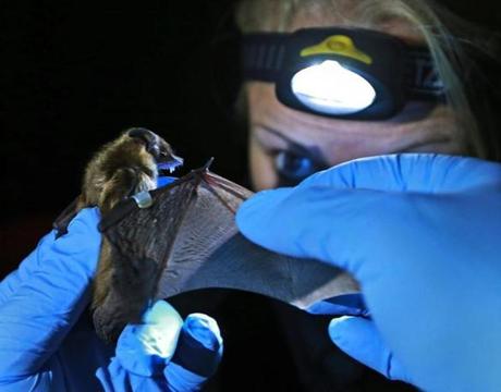 Kaytee Hojnacki examined a bat that was being held by David Yates. 
