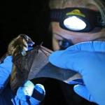Kaytee Hojnacki examined a bat that was being held by David Yates. 