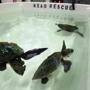 An unusually high number of sea turtles were rescued in the area this weekend. They are being rehabbed at the Quincy facility of the New England Aquarium.