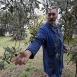 Olive oil producer Augusto Spagnoli picks an olive as he walks in his grove in Nerola, about 30 miles from Rome.