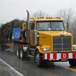 The 43-foot white spruce was hauled from Purlbrook, Nova Scotia, Monday.
