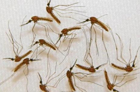 Malaria can be transmitted through mosquito bites.
