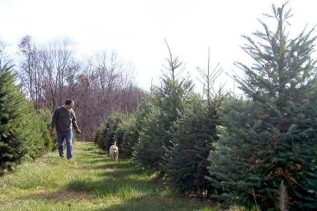 Bill Latham, a second-generation Christmas tree farmer in Groveland, walks through this year?s crop with his dog Peyton.

