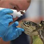 Michael Sprague, coordinator of Mass Audubon?s turtle rescue program, with two Kemp?s ridleys.