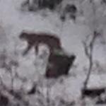 A resident on Pine Street took a picture of what ?certainly seems like a mountain lion,? an official said.