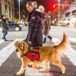 Anne Szabla, a diabetic, walked in Cambridge after work with her service dog Sienna, who is trained to alert Szabla when her blood sugar is low. 