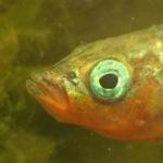 A male three-spined stickleback.