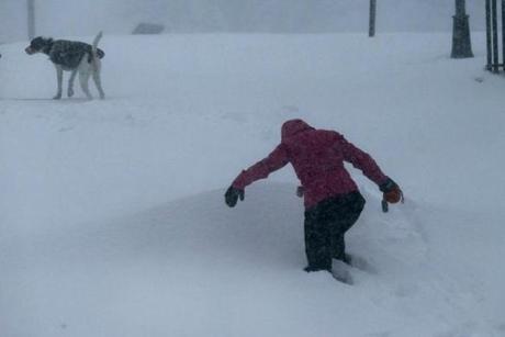 A woman waded through snow drifts to walk her dog  in Charlestown. 
