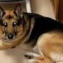 An Indiana woman left instructions that her German Shepard Bela be buried alongside her if a proper home couldn?t be found for her.