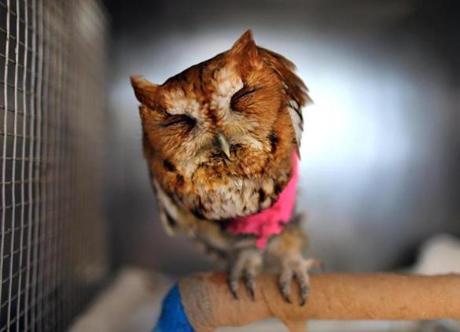 A screech owl sat on a perch mending a fractured wing at the New England Wildlife Center in Weymouth.
