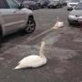 Swans can be aggressive, so steer clear.