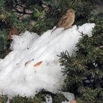 A small bird was perched on snow-coevred bushes in Boston on Thursday. 