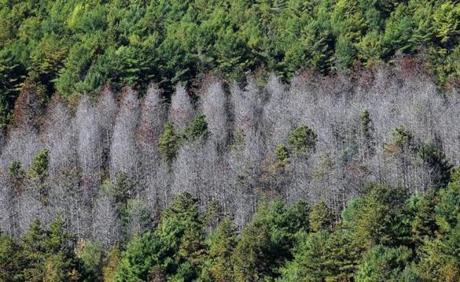 Red pines that have died are seen in Myles Standish State Forest.

