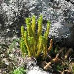 This rare clubmoss is one of many unusual plants found in the challenging alpine environments in New England. (Elizabeth Farnsworth)