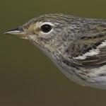 A breeding female blackpoll warbler. In the fall, the birds undertake a marathon migration over the ocean.