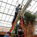 Officials at Matthaei Botanical Gardens cut the plant down on Wednesday.