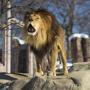 Christopher, the Franklin Park Zoo?s lion, roared from atop his heated rock in 2011.
