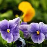 Blue and yellow pansies await spring in a city greenhouse in Franklin Park.