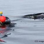 The Marine Animal Entanglement Response team freed a humpback whale from a thick rope entanglement Sunday. 