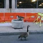 Geese are nesting in a planter.