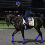 American Pharoah is one of the favorites for Saturday?s Kentucky Derby.