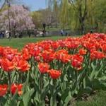 The tulip beds at the Boston Public Garden in bloom on a spring day. 