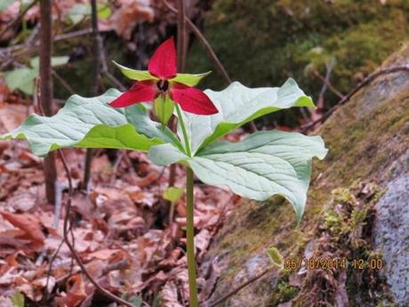 The red trillium plant is native to Massachusetts and thrives in shady woodland groves. (The New England Wild Flower Society)
