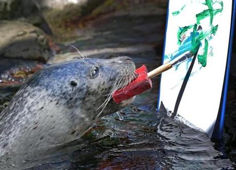 A harbor seal named Cayenne created an artwork at the New England Aquarium in Boston.
