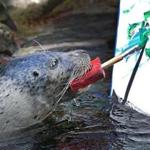 A harbor seal named Cayenne created an artwork at the New England Aquarium in Boston.