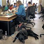 Pamela McNamara worked with her dog Bauer at her feet in Fort Point. McNamara chose the locale for her mobile software business because the building is dog friendly.