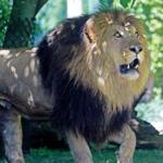 Dinari (pictured) is one of the two new lions at Franklin Park Zoo.