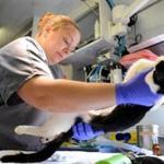 At the Animal Rescue League?s Spay Waggin? van in the parking lot of the Animal Protection Center of Southeastern Massachusetts in Brockton, certified veterinary technician Bonnie Morrissey sedated Jerry, a cat from Hull Seaside Animal Rescue.