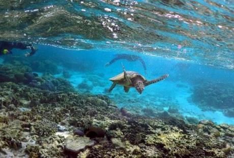 Tourists snorkel near a turtle as it looks for food amongst the coral in the lagoon at Lady Elliot Island north-east of the town of Bundaberg in Queensland, Australia, June 9. 
